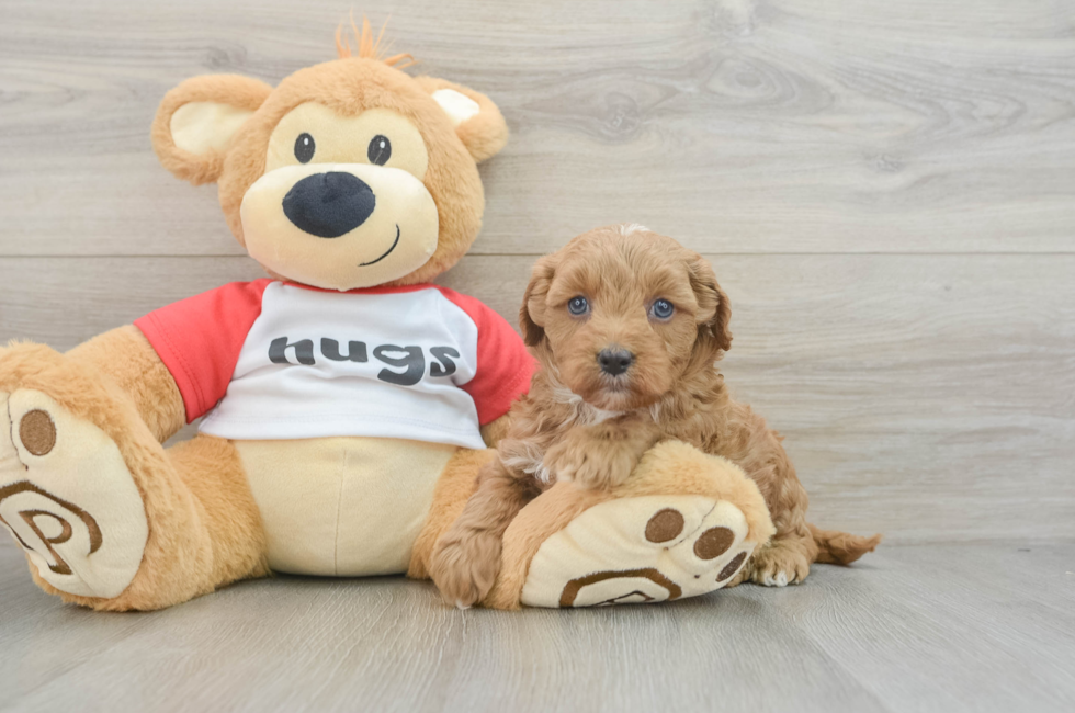 6 week old Cavapoo Puppy For Sale - Florida Fur Babies