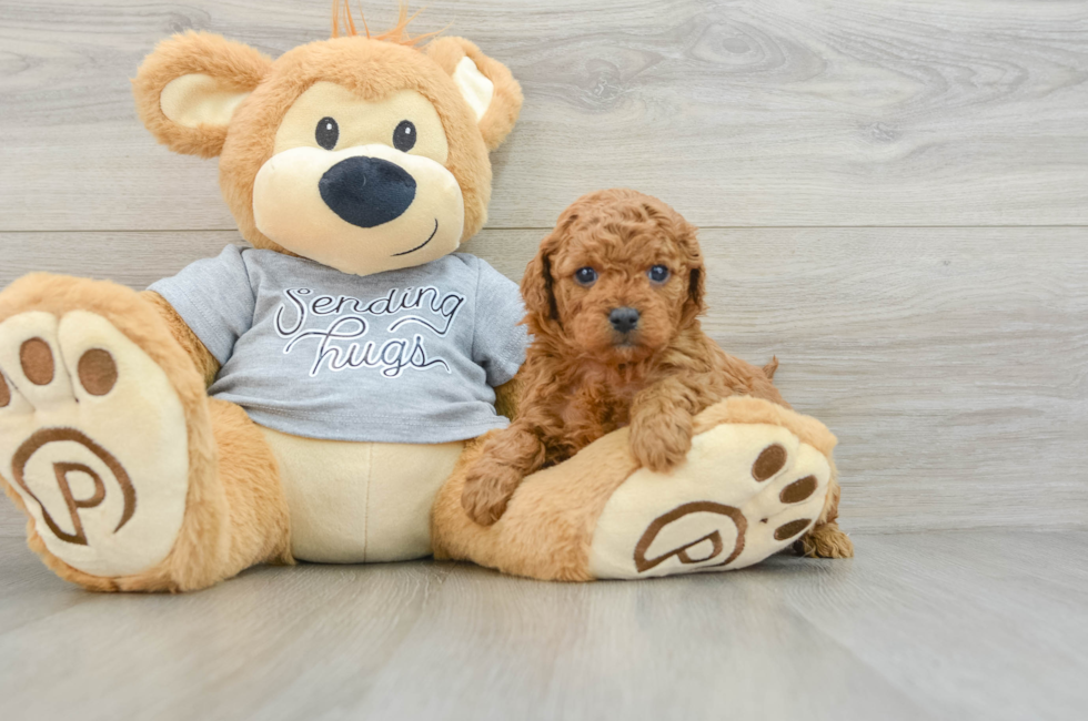 6 week old Cavapoo Puppy For Sale - Florida Fur Babies