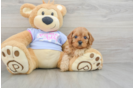 Cavapoo Puppy for Adoption