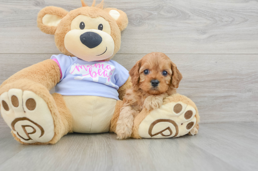 6 week old Cavapoo Puppy For Sale - Florida Fur Babies