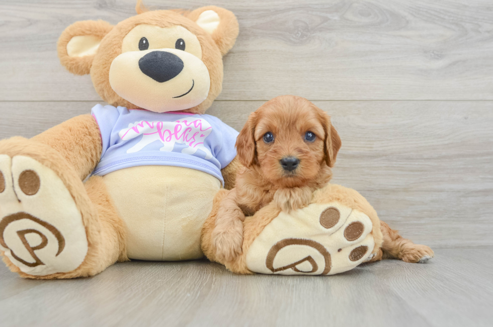 5 week old Cavapoo Puppy For Sale - Florida Fur Babies