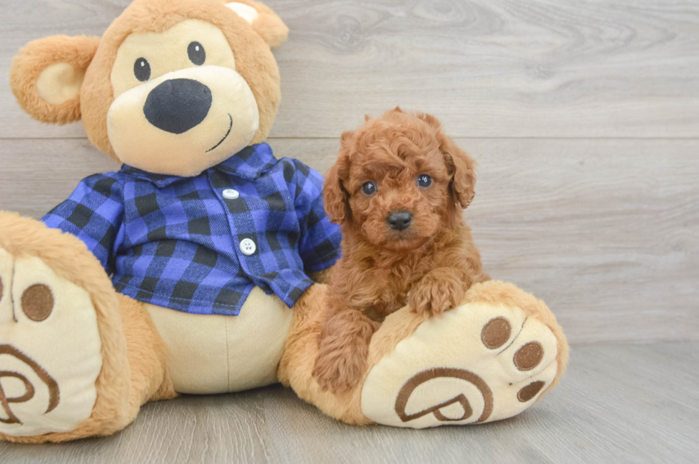 5 week old Cavapoo Puppy For Sale - Florida Fur Babies