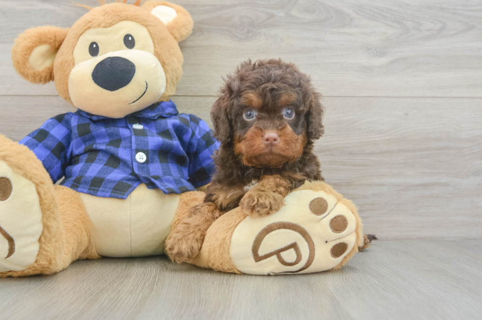 5 week old Cavapoo Puppy For Sale - Florida Fur Babies