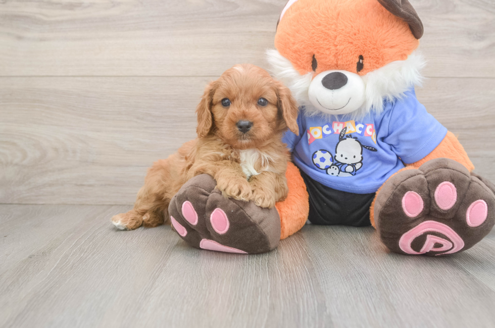 5 week old Cavapoo Puppy For Sale - Florida Fur Babies