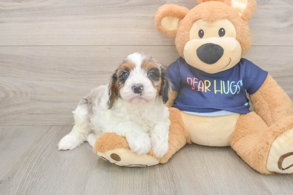 Cavapoo Pup Being Cute