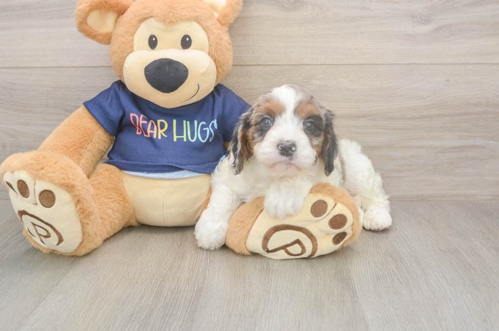 5 week old Cavapoo Puppy For Sale - Florida Fur Babies