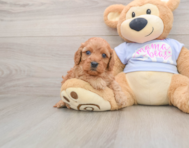 7 week old Cavapoo Puppy For Sale - Florida Fur Babies