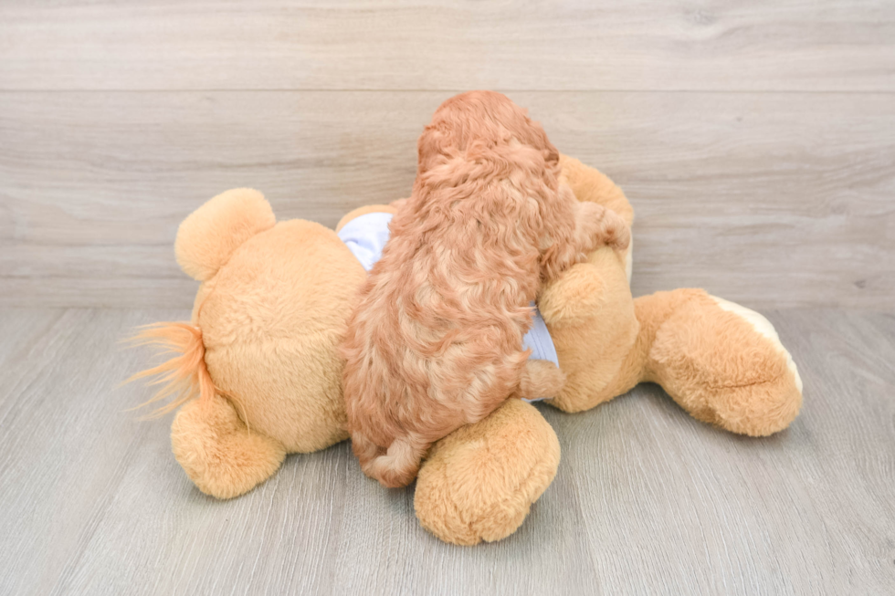 Small Cavapoo Baby