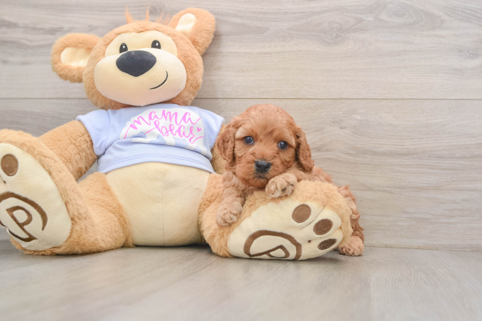 Hypoallergenic Cavadoodle Poodle Mix Puppy