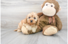 Meet Nirvana - our Cavapoo Puppy Photo 1/3 - Florida Fur Babies