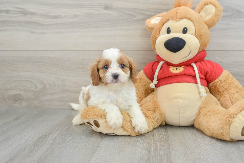 Best Cavapoo Baby