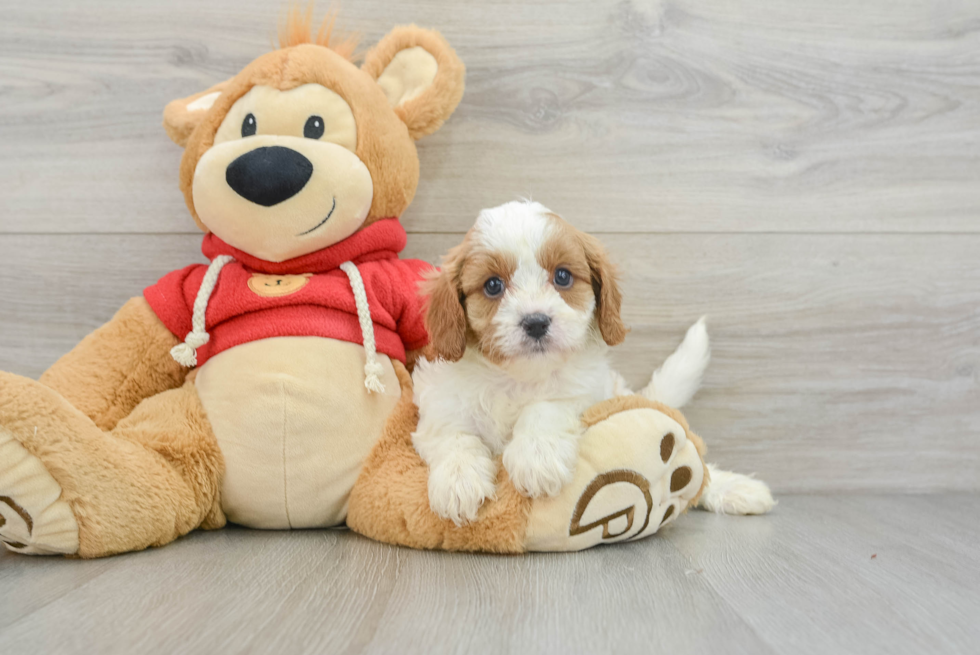 Adorable Cavalier King Charles Spaniel and Poodle Mix Poodle Mix Puppy