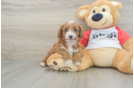 Cavapoo Puppy for Adoption