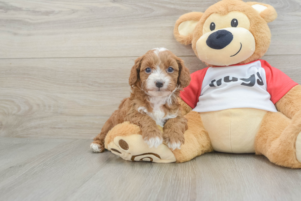 Cavapoo Puppy for Adoption