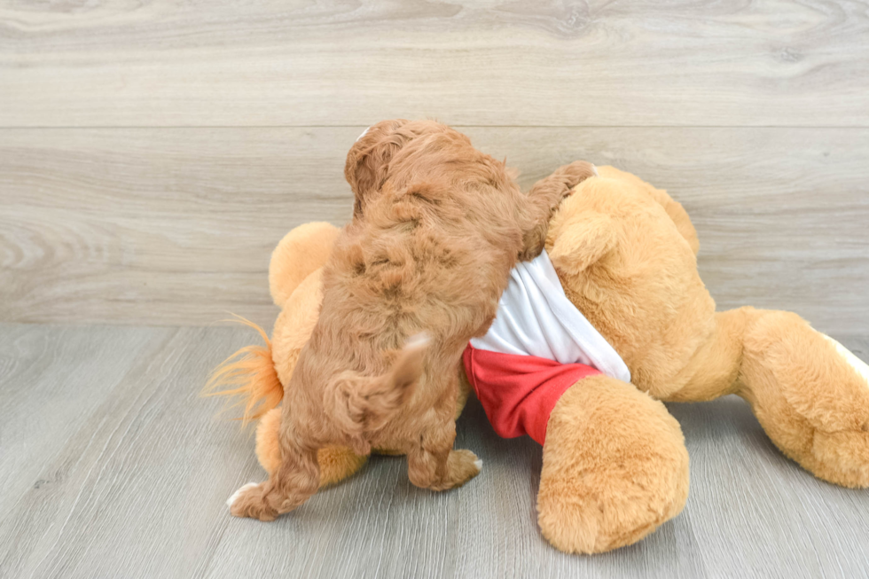 Friendly Cavapoo Baby