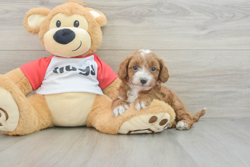 Friendly Cavapoo Baby