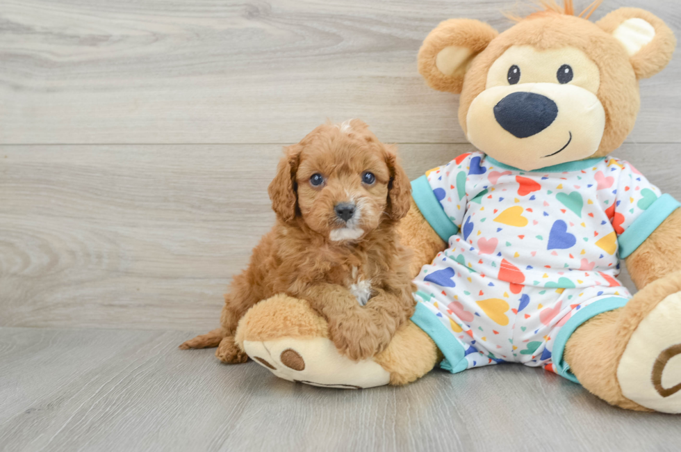 7 week old Cavapoo Puppy For Sale - Florida Fur Babies