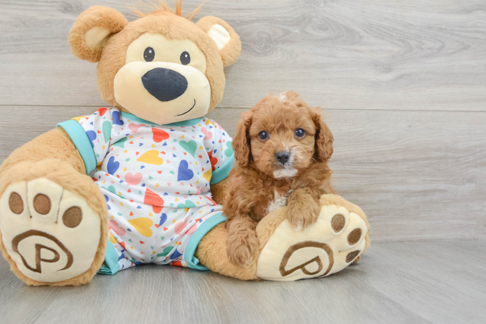 Smart Cavapoo Poodle Mix Pup