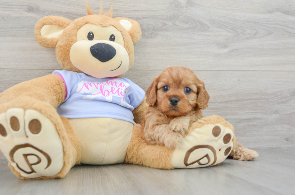 6 week old Cavapoo Puppy For Sale - Florida Fur Babies