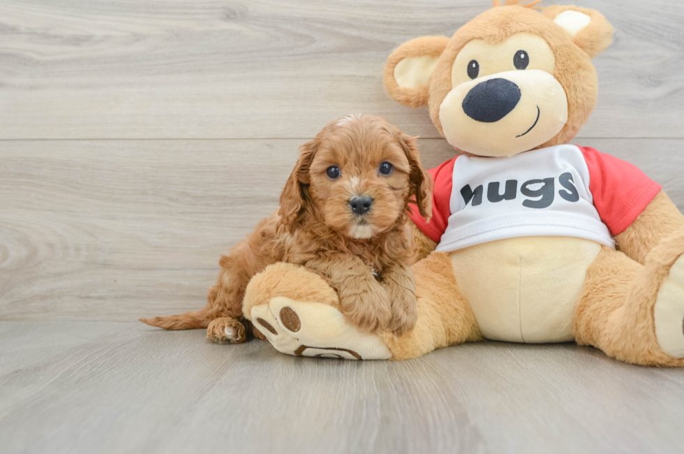7 week old Cavapoo Puppy For Sale - Florida Fur Babies