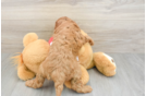 Adorable Cavalier King Charles Spaniel and Poodle Mix Poodle Mix Puppy