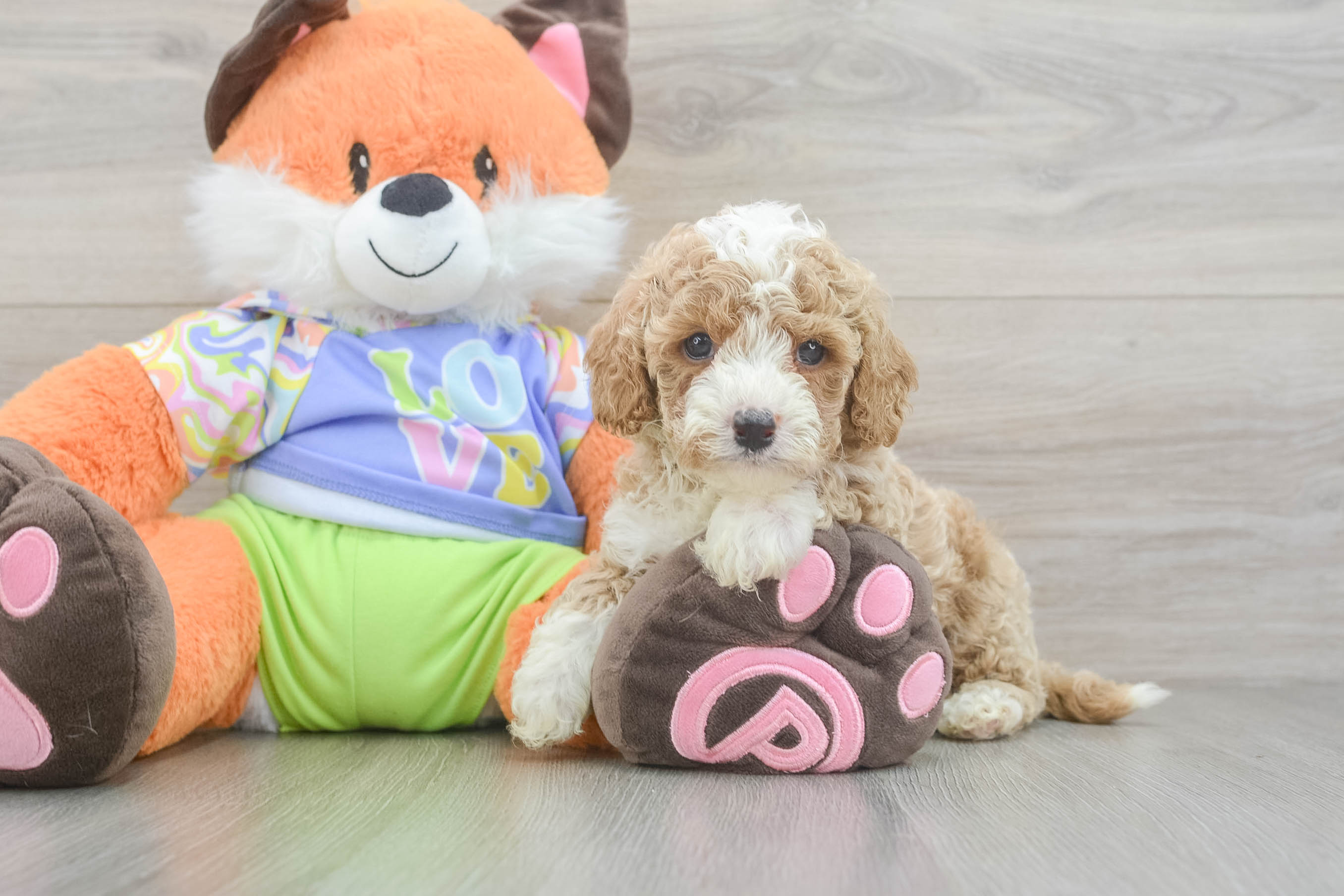 Cavapoo Puppy for Adoption