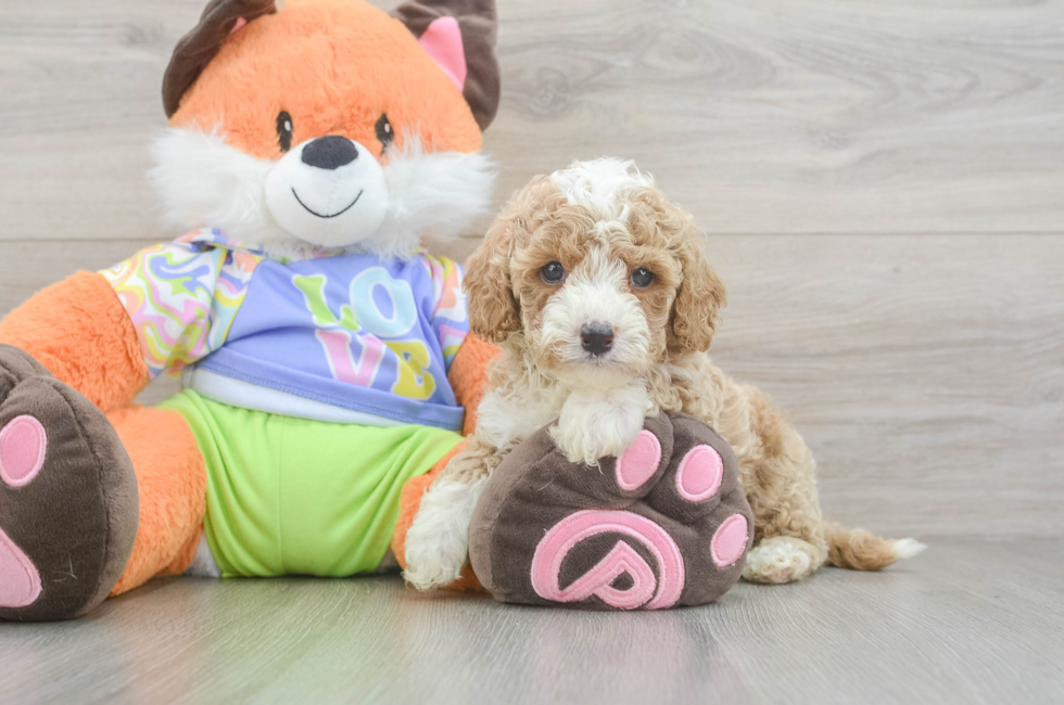 6 week old Cavapoo Puppy For Sale - Florida Fur Babies