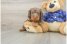 Cavapoo Puppy for Adoption