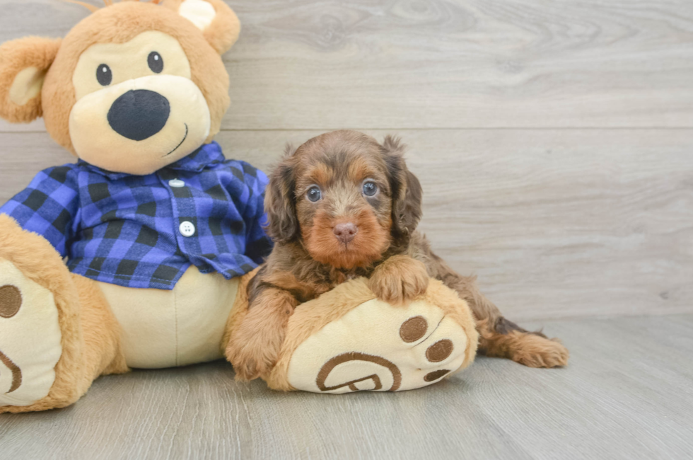 5 week old Cavapoo Puppy For Sale - Florida Fur Babies