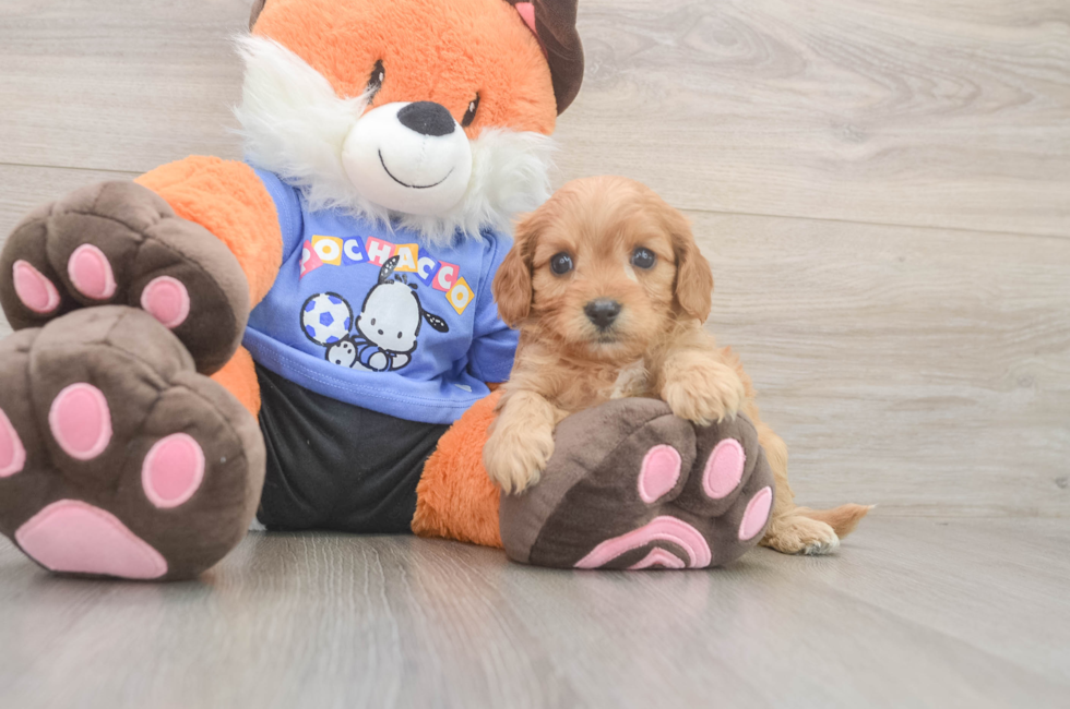 5 week old Cavapoo Puppy For Sale - Florida Fur Babies