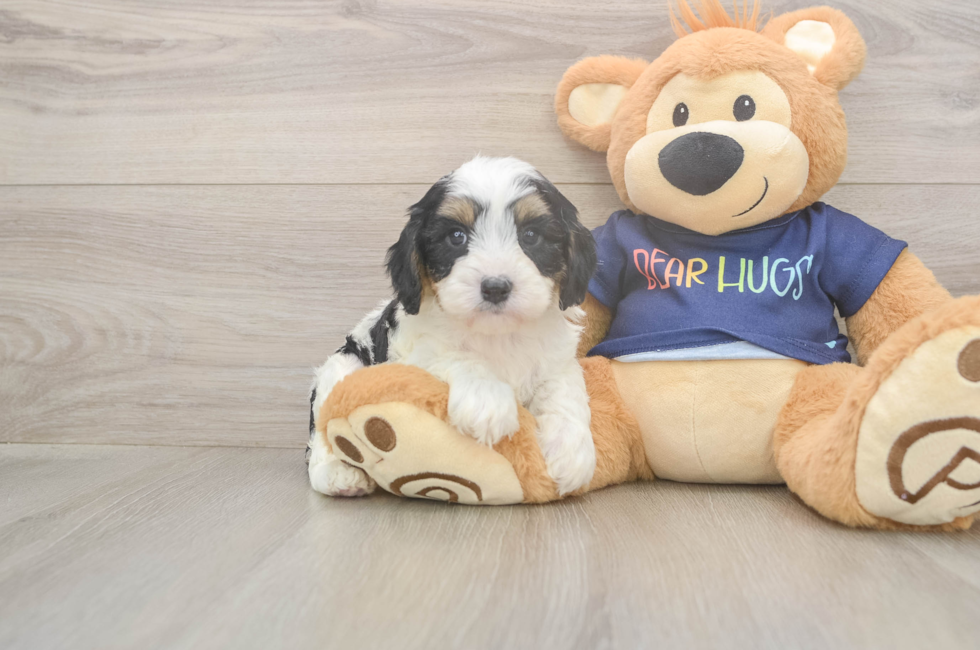 5 week old Cavapoo Puppy For Sale - Florida Fur Babies