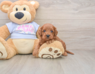 7 week old Cavapoo Puppy For Sale - Florida Fur Babies