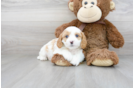 Meet Nixon - our Cavapoo Puppy Photo 1/3 - Florida Fur Babies
