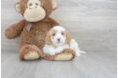 Meet Nixon - our Cavapoo Puppy Photo 2/3 - Florida Fur Babies