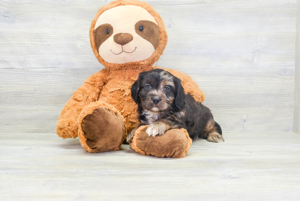 Cavapoo Pup Being Cute