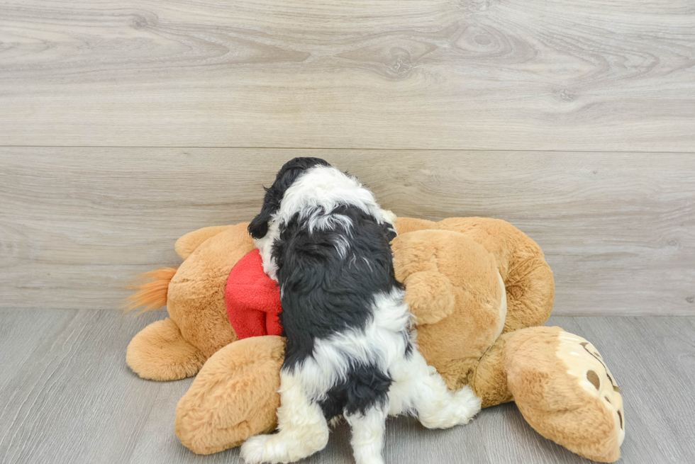 Best Cavapoo Baby