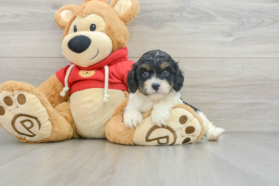 Funny Cavapoo Poodle Mix Pup