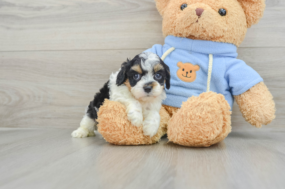 6 week old Cavapoo Puppy For Sale - Florida Fur Babies