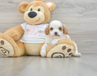 7 week old Cavapoo Puppy For Sale - Florida Fur Babies