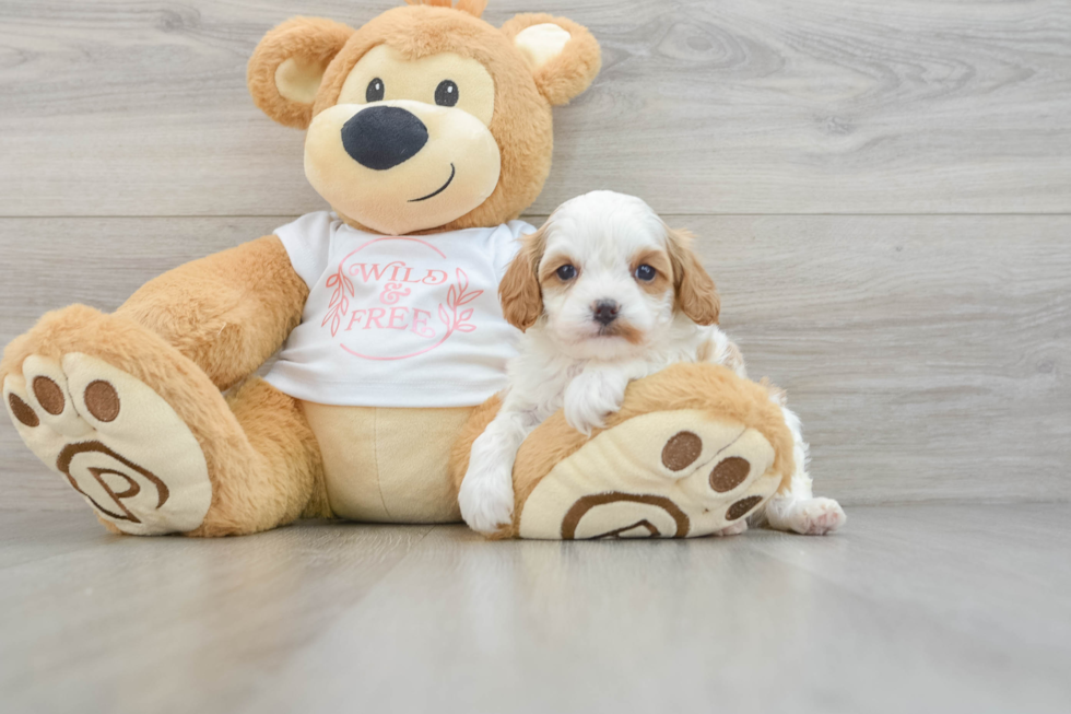 Funny Cavapoo Poodle Mix Pup