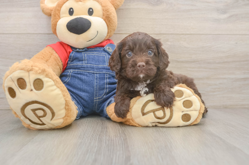 5 week old Cavapoo Puppy For Sale - Florida Fur Babies