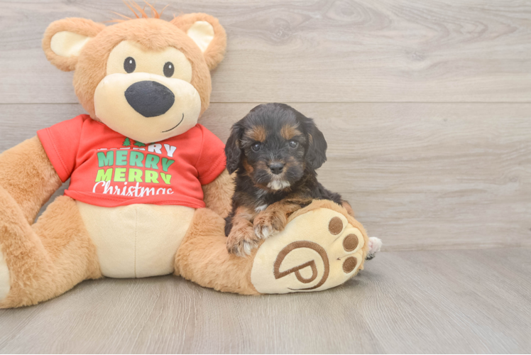 Cavapoo Pup Being Cute
