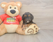 7 week old Cavapoo Puppy For Sale - Florida Fur Babies