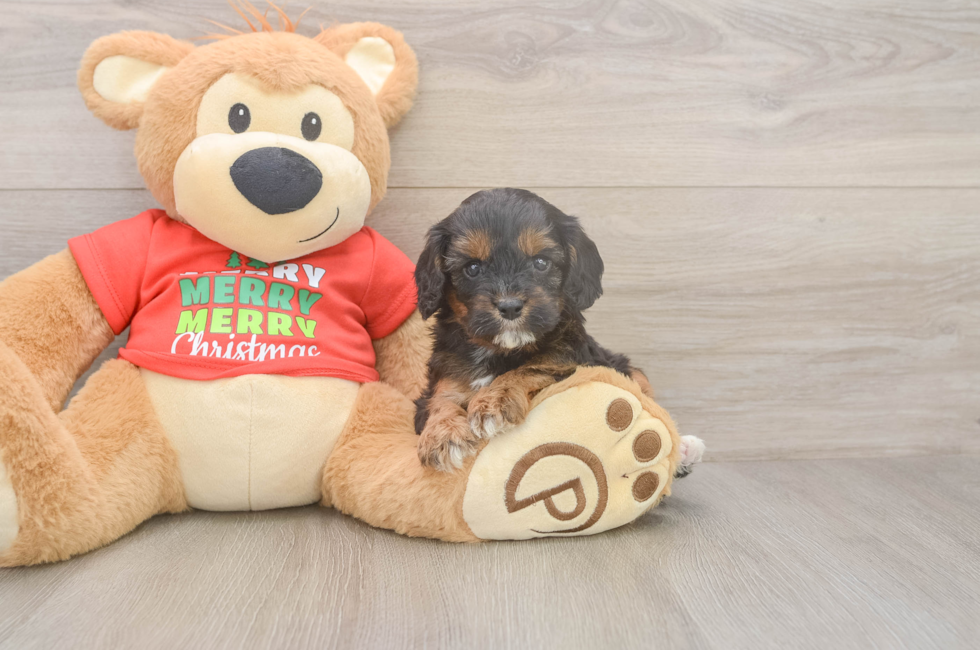 5 week old Cavapoo Puppy For Sale - Florida Fur Babies