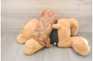 Small Cavapoo Baby