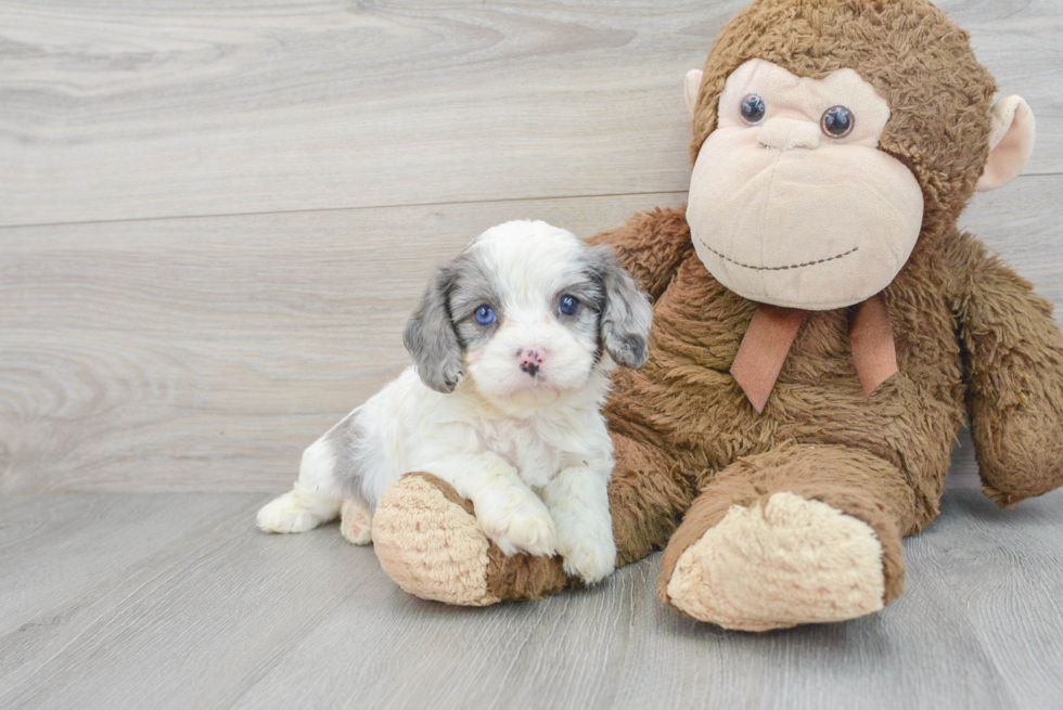 Adorable Cavoodle Poodle Mix Puppy