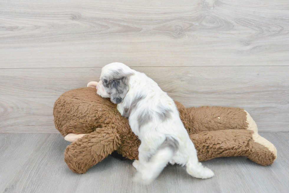 Little Cavoodle Poodle Mix Puppy