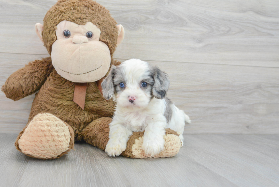 Popular Cavapoo Poodle Mix Pup