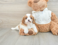 7 week old Cavapoo Puppy For Sale - Florida Fur Babies