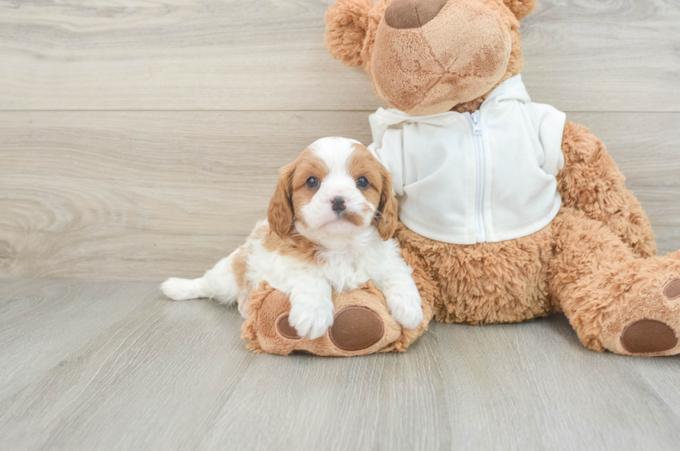 6 week old Cavapoo Puppy For Sale - Florida Fur Babies